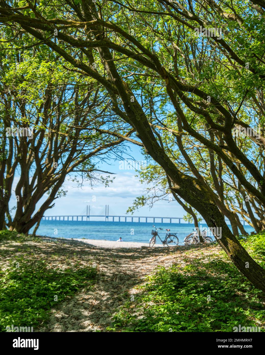 Oresund bridge or Oresundsbron blurred in the Baltic sea among tree tops as a trail leads to  Klagsham beach with bicycles and people enjoying the sun Stock Photo