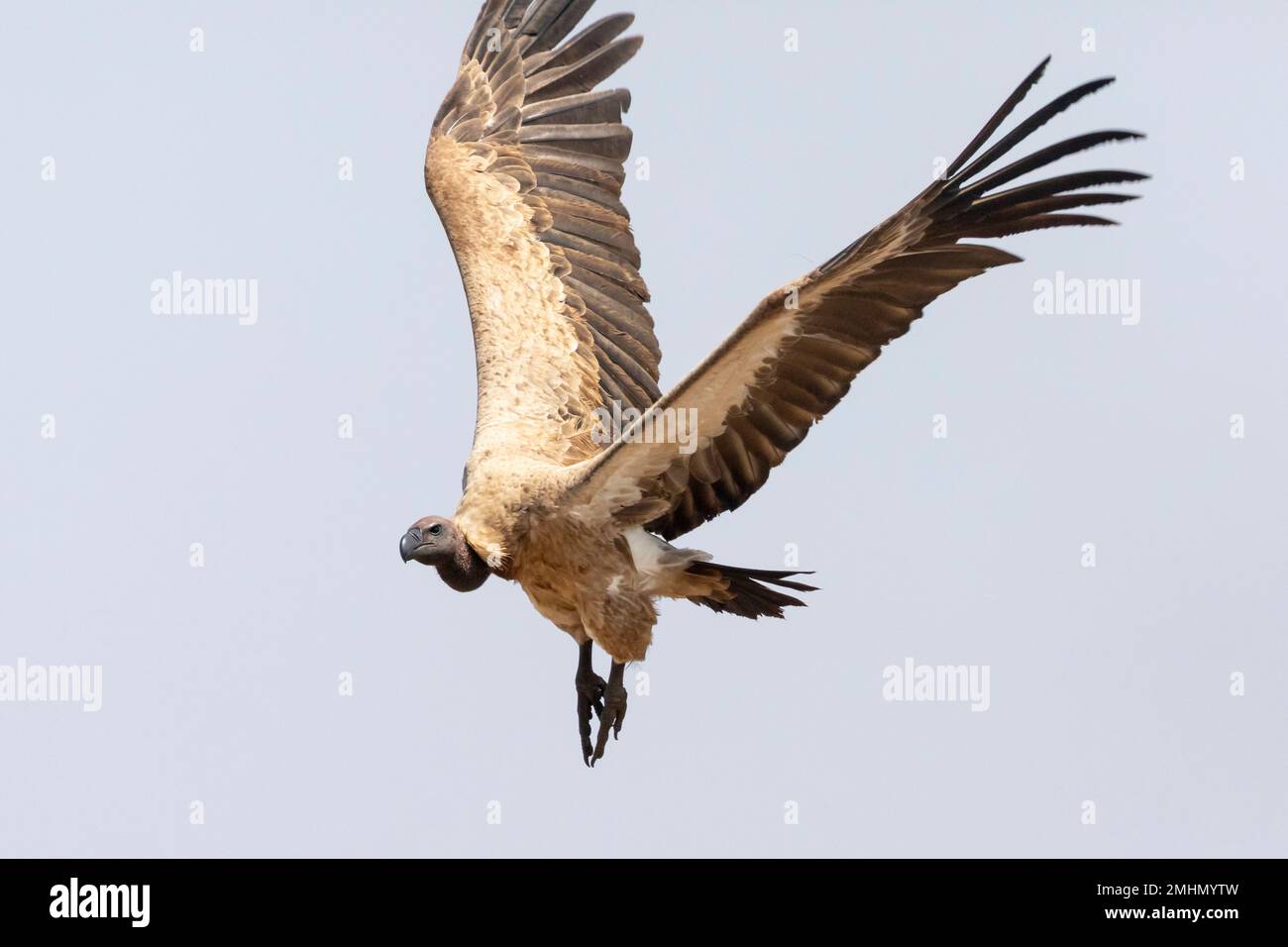 White-backed Vulture (Gyps africanus) in flight, Limpopo,  South Africa. This species is listed as critically endangered with a decreasing population Stock Photo