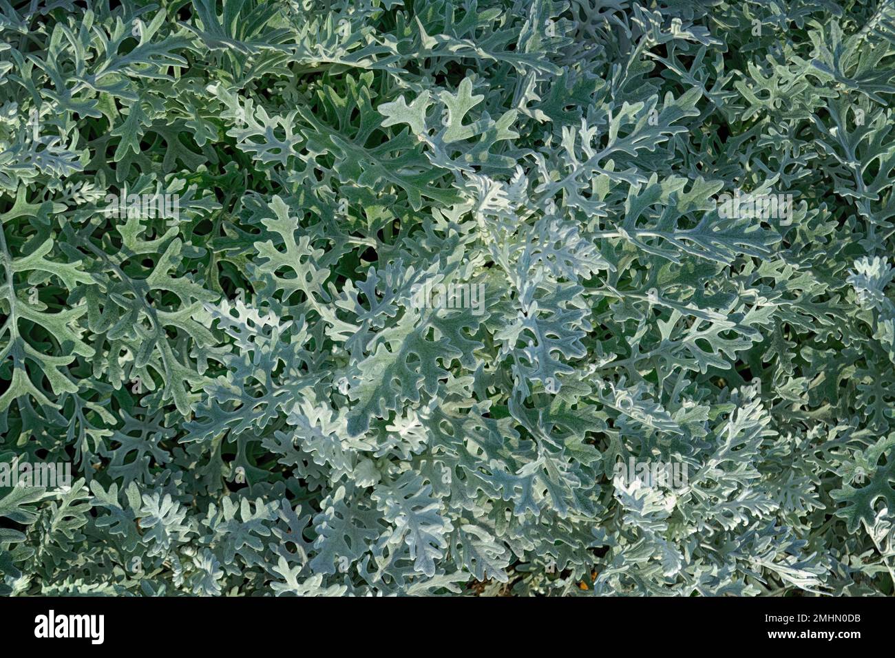 Natural background of cineraria maritima, selective focus. Stock Photo