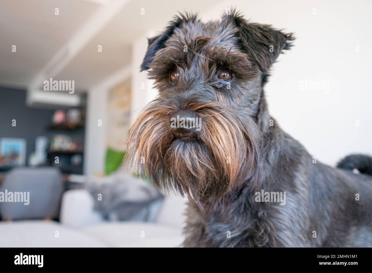 Cute schnauzer puppies 2025