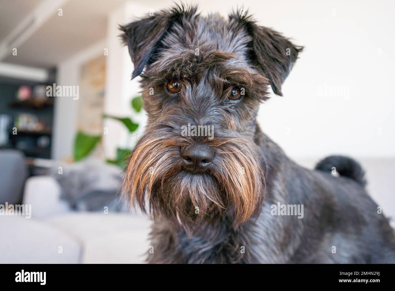 Schnauzer home hotsell