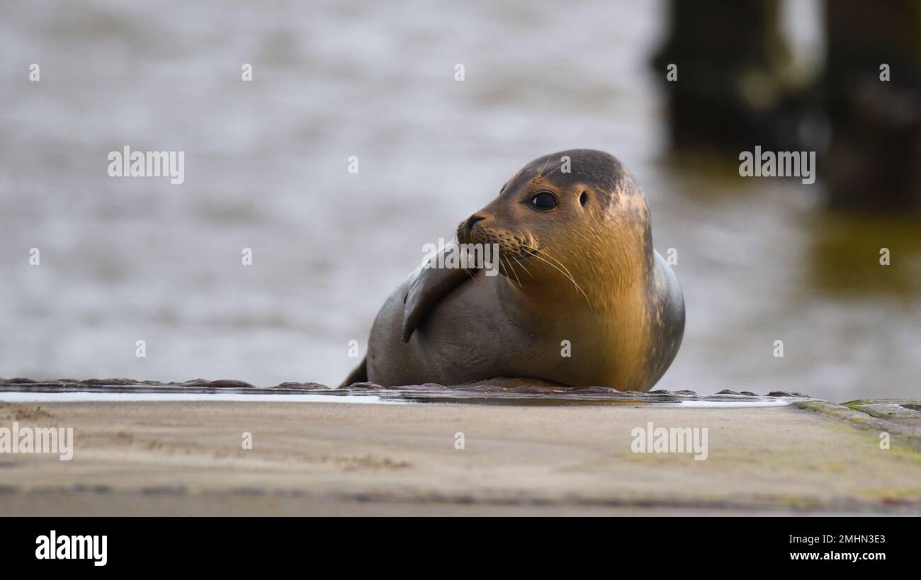 High Quality Seal