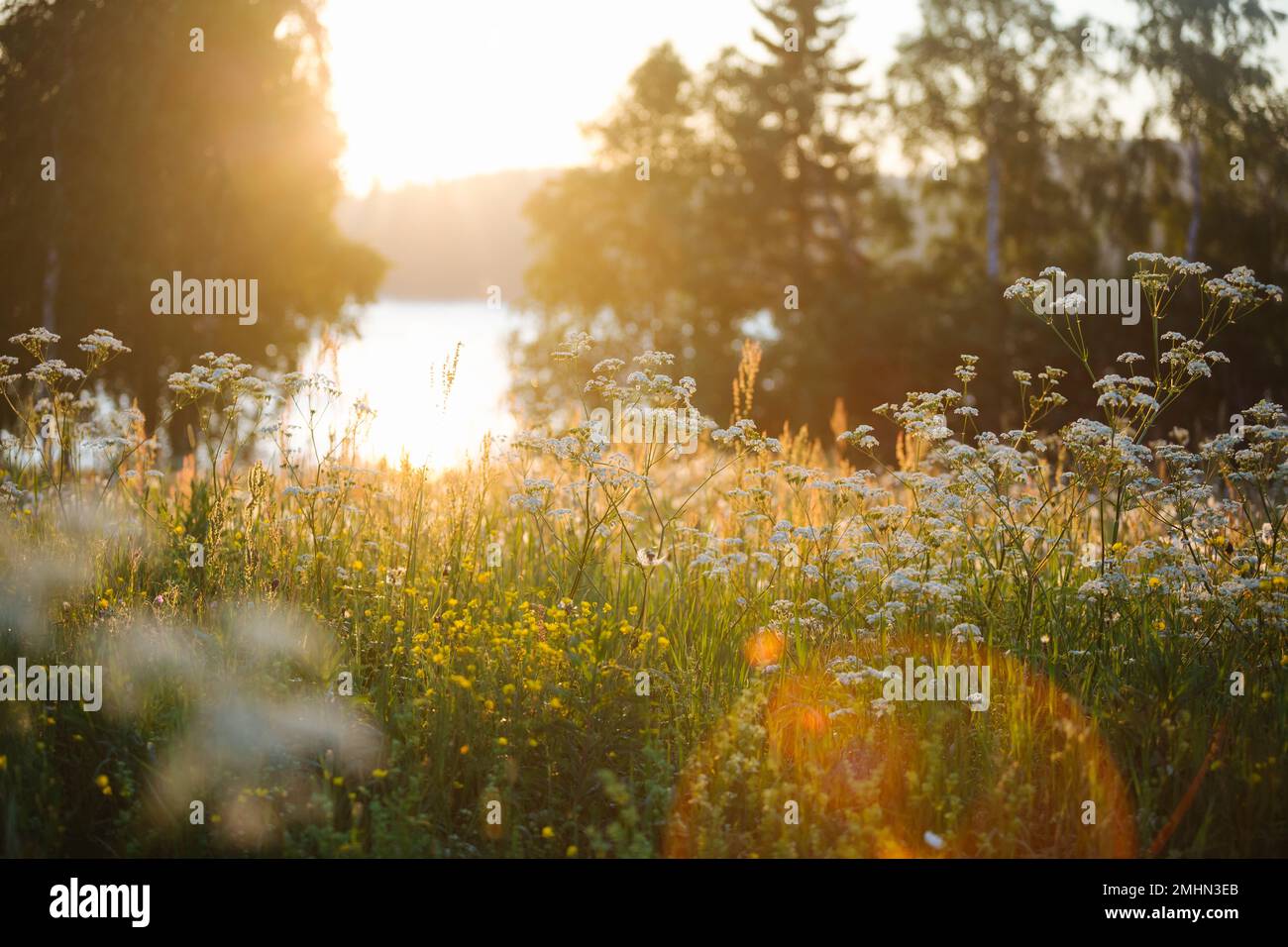 Wildflowers in meadow at sunrise Stock Photo