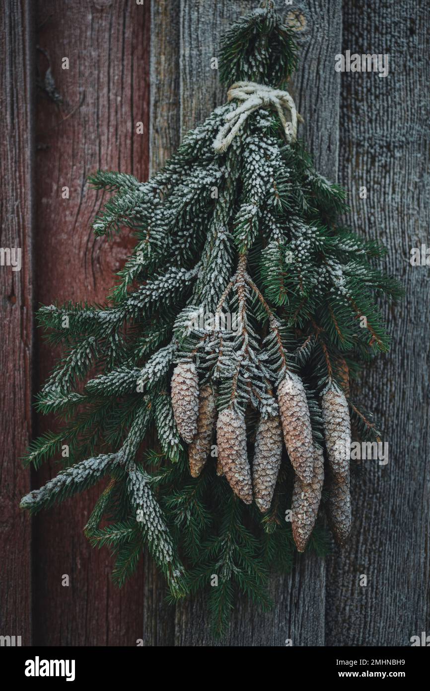 Bunch of spruce branches hanging on door Stock Photo