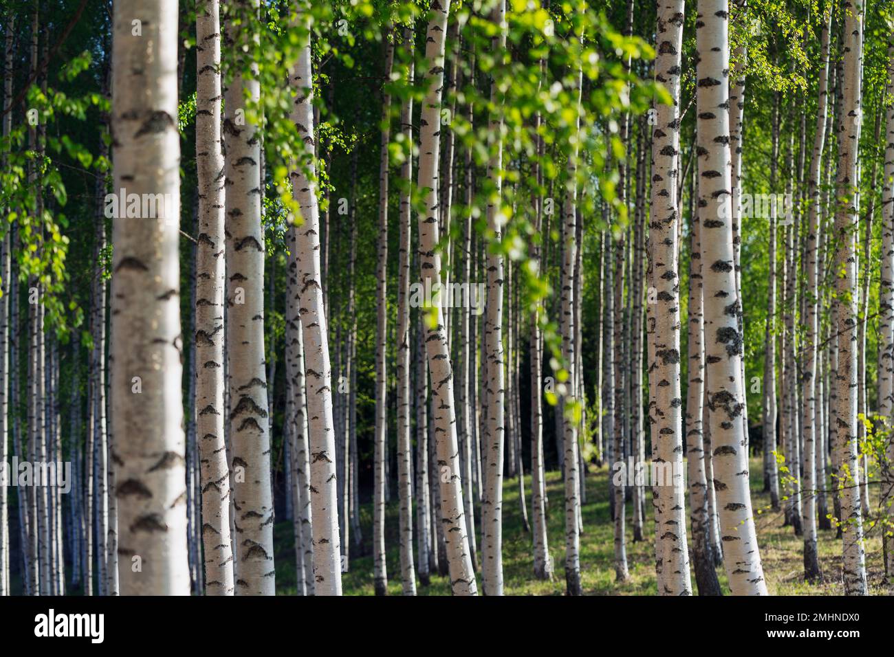 Birch tree forest in summer Stock Photo Alamy