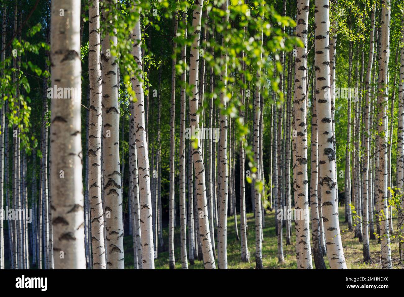 Birch tree forest in summer Stock Photo