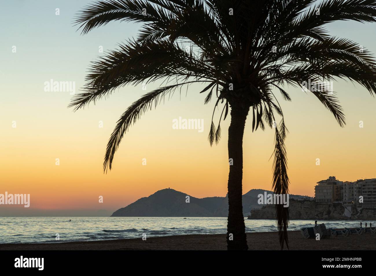 Palm tree at sunset on Benidorm beach, December Stock Photo