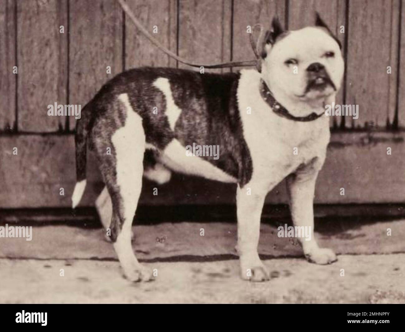 Old English Bulldog with cropped ears, 1863. 'Spoh' Stock Photo