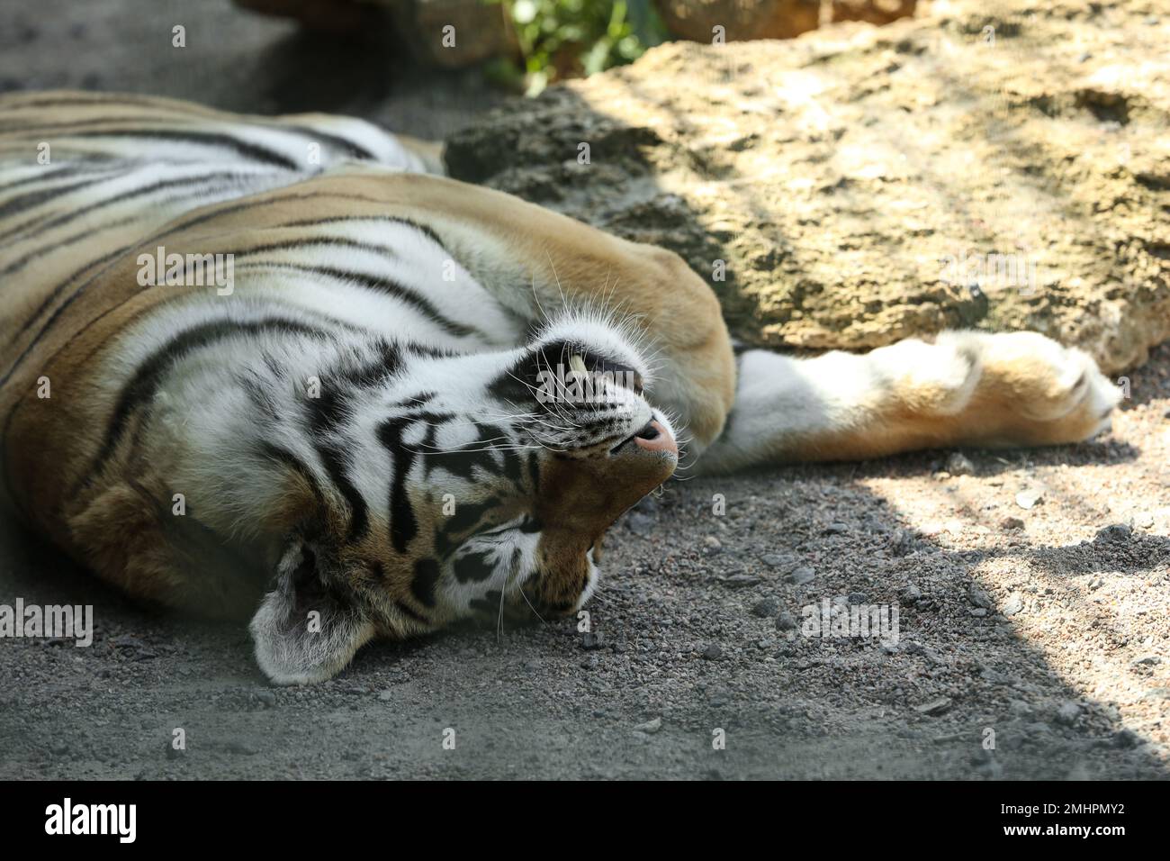 Tiger sleeping in enclosure hi-res stock photography and images - Alamy