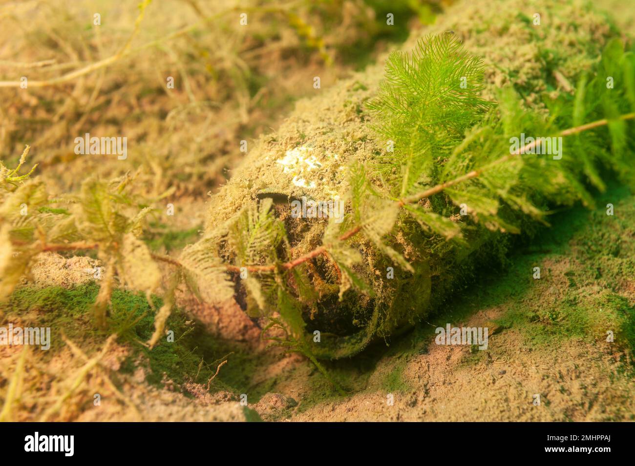 A used beer or pop can littering the bottom of Crandell Lake in
