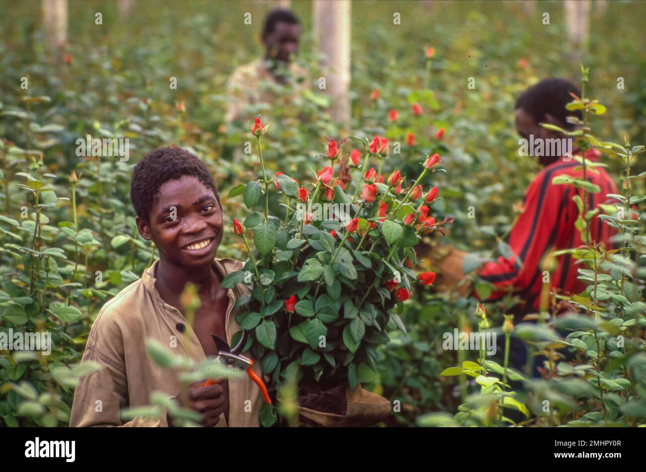 Zambia, Roses are cut for export to the auction in the Netherlands