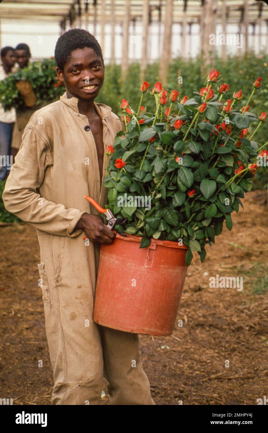 Zambia, Roses are cut for export to the auction in the Netherlands