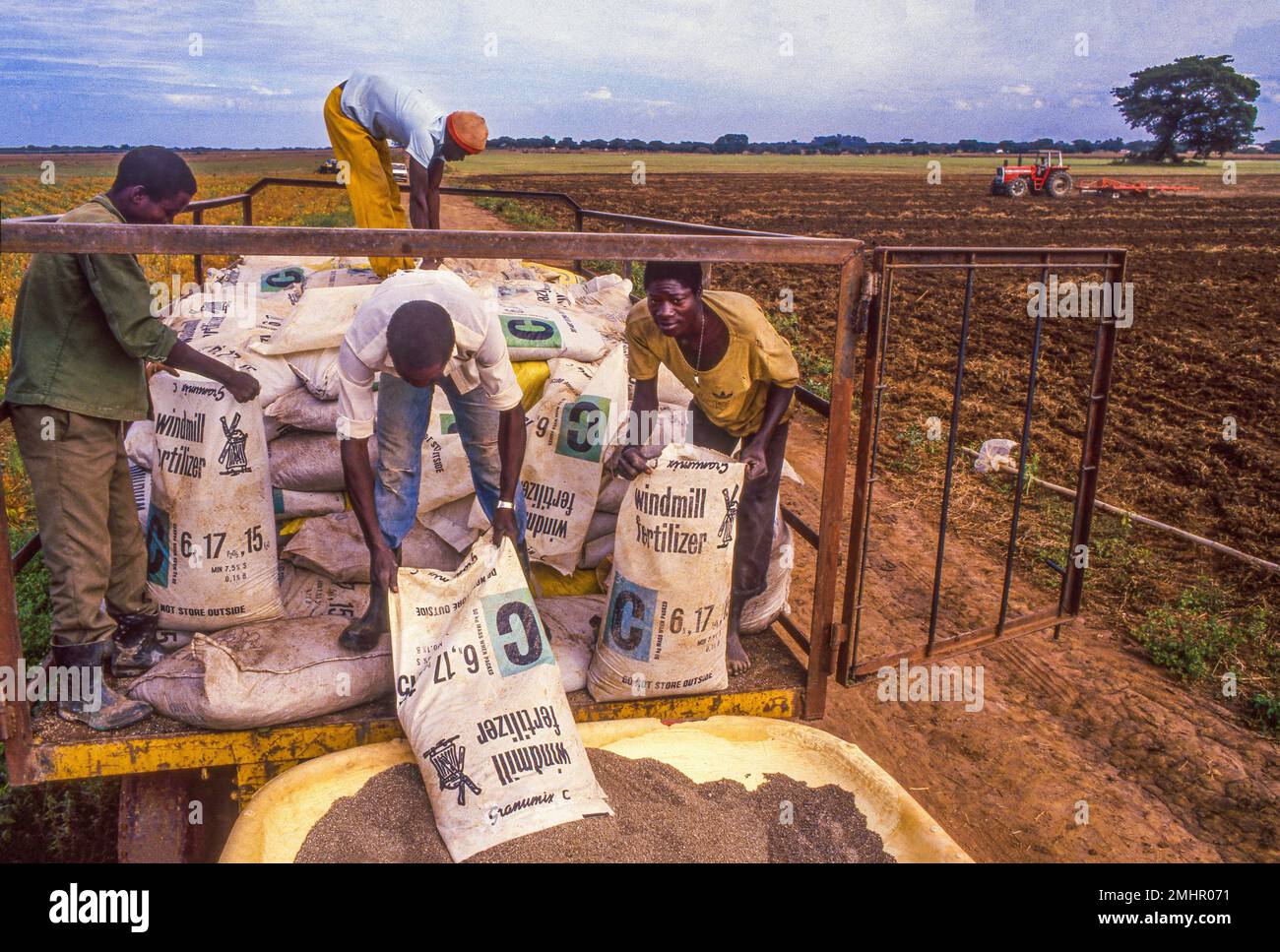 Zambia, Lusaka region. Spreading fertilizer on a potatofield Stock