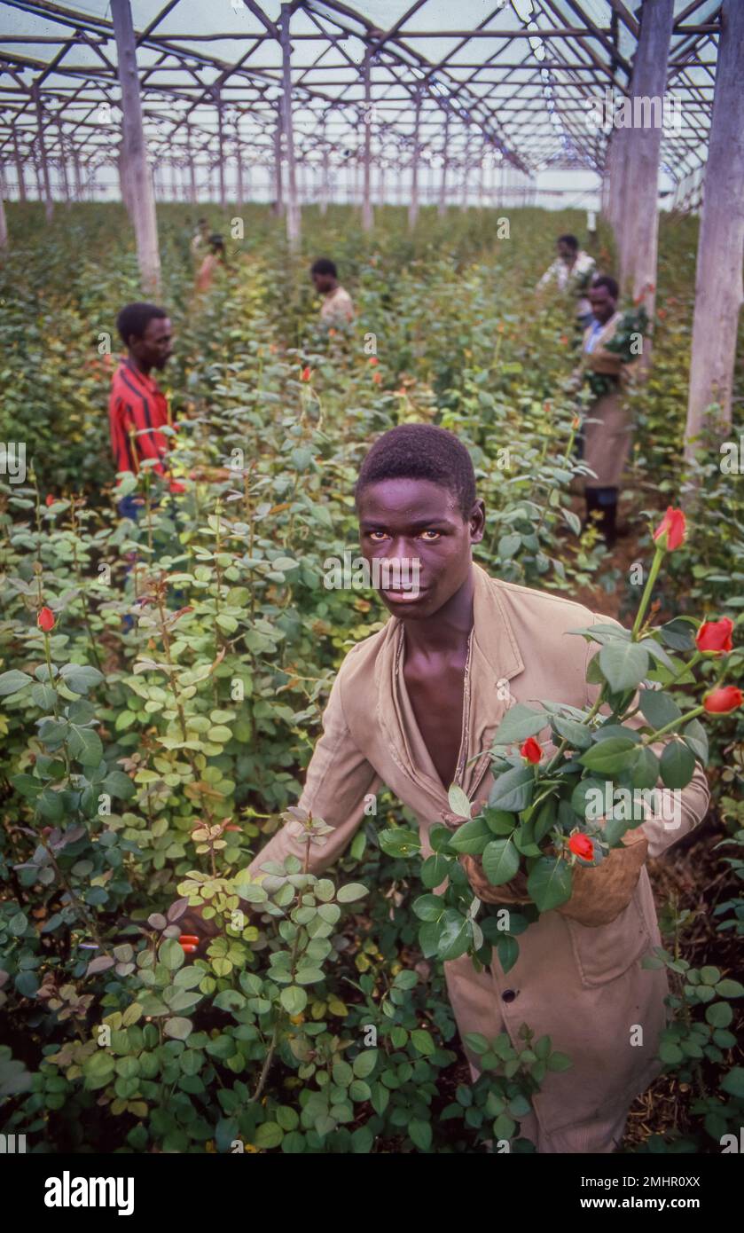 Zambia, Roses are cut for export to the auction in the Netherlands