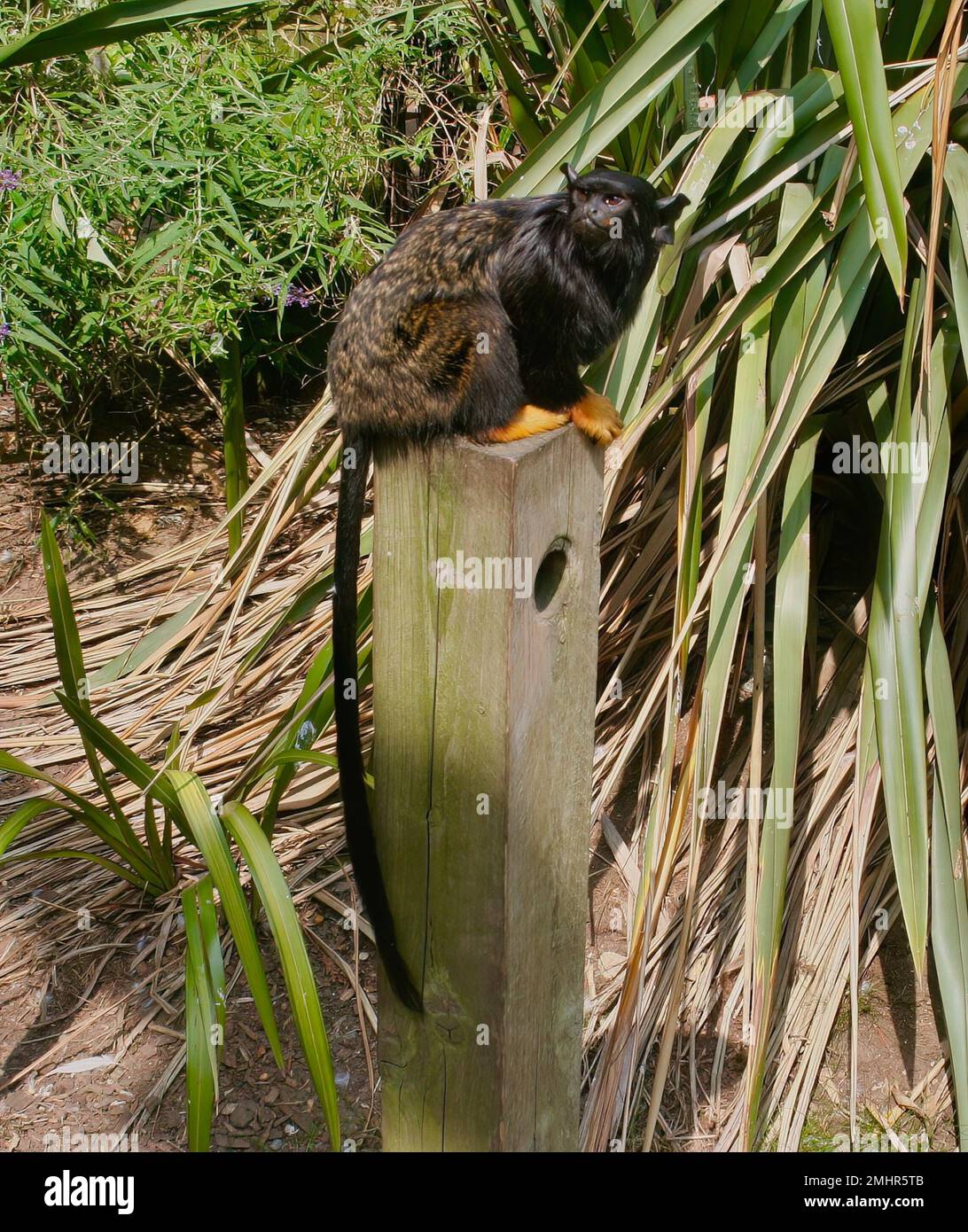 Sagoin hi-res stock photography and images - Alamy