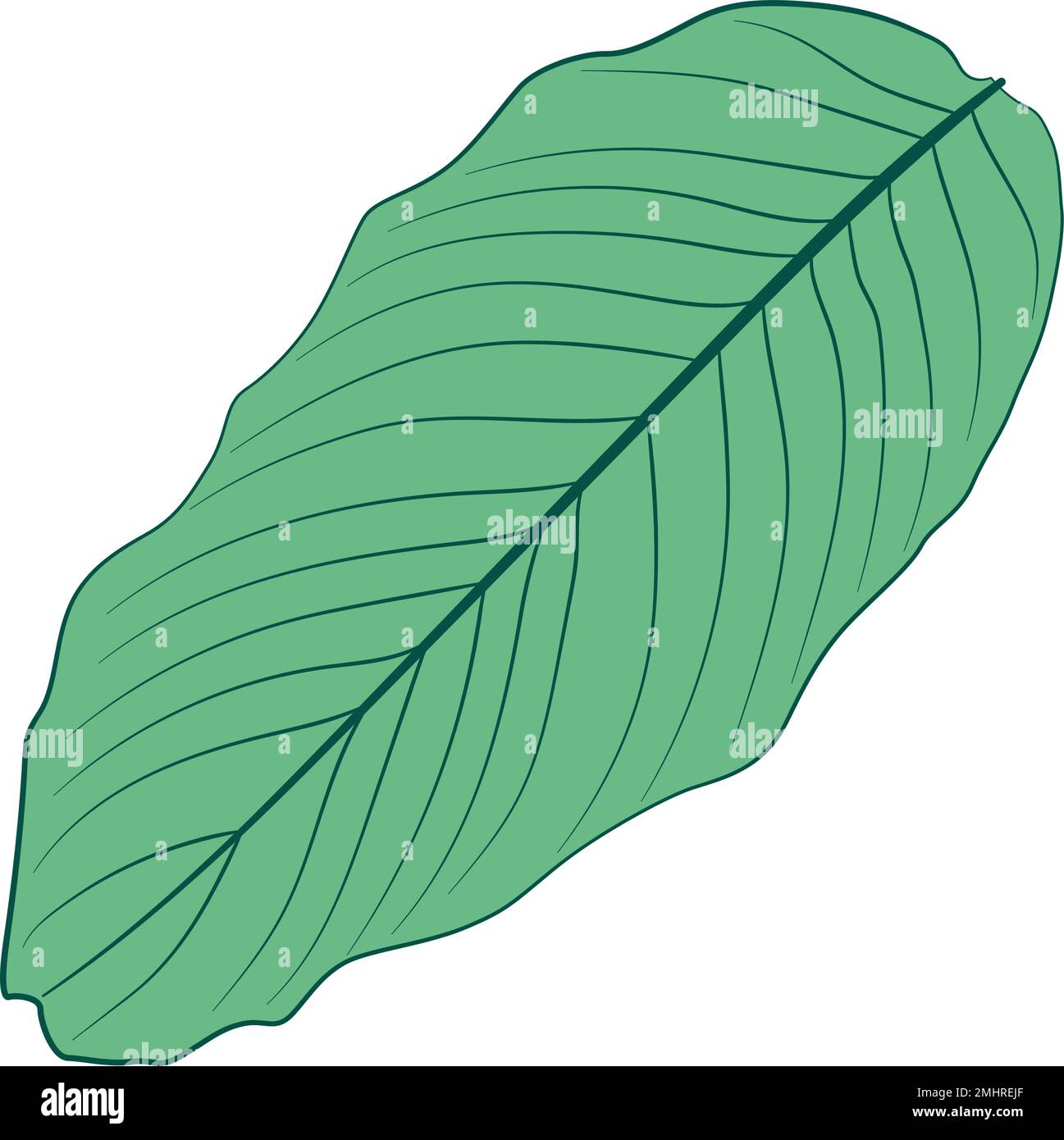 Isolated colored summer leaf sketch icon Vector illustration Stock ...