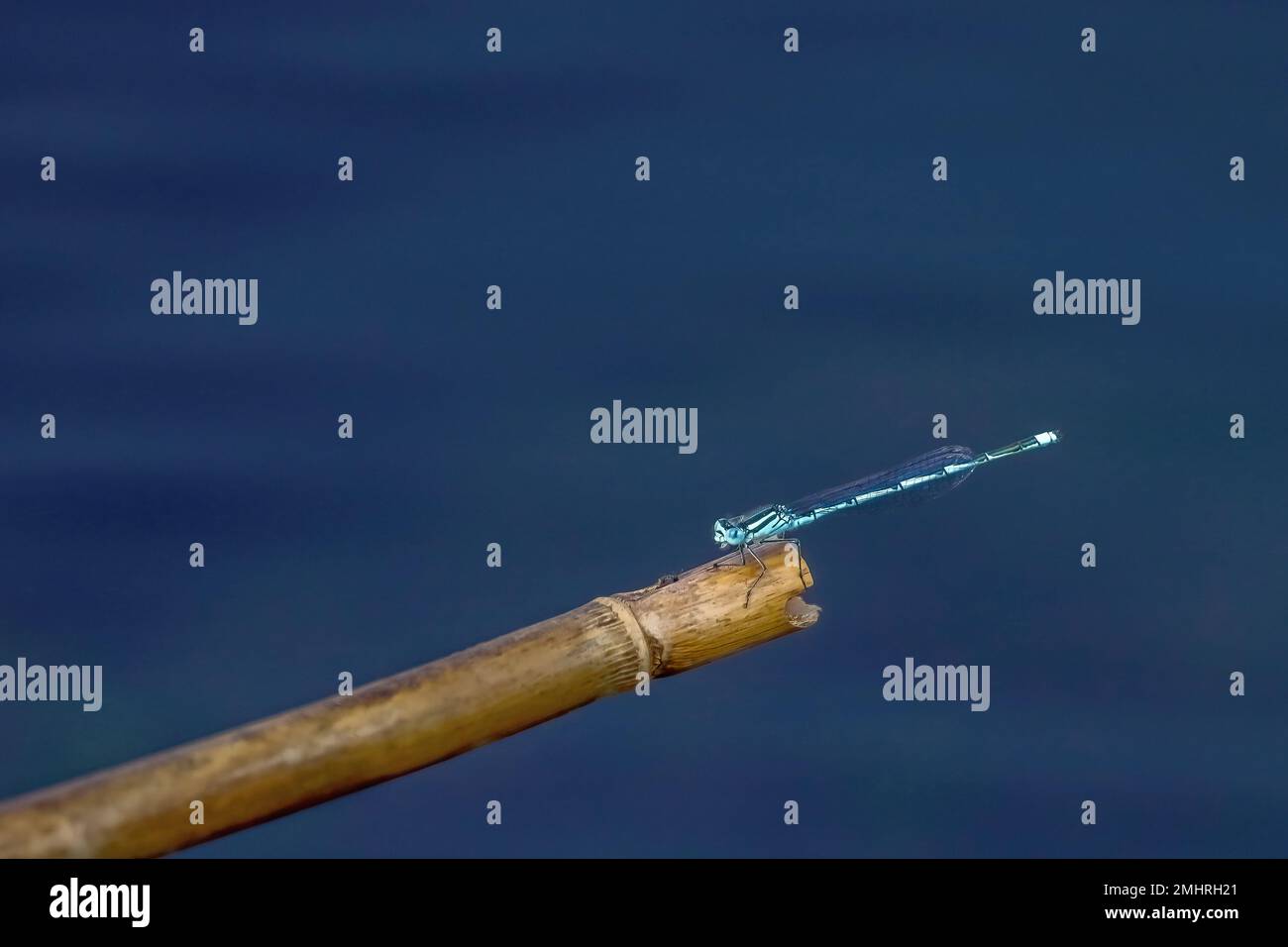 This dragonfly sat on a piece of driftwood,  with the blue water of the Ambracian gulf as a background Stock Photo