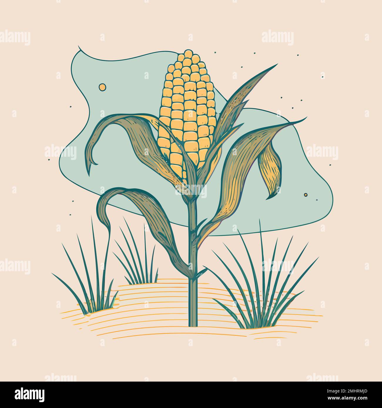corn plant cultivation with ripe corn cobs vector illustration Stock ...