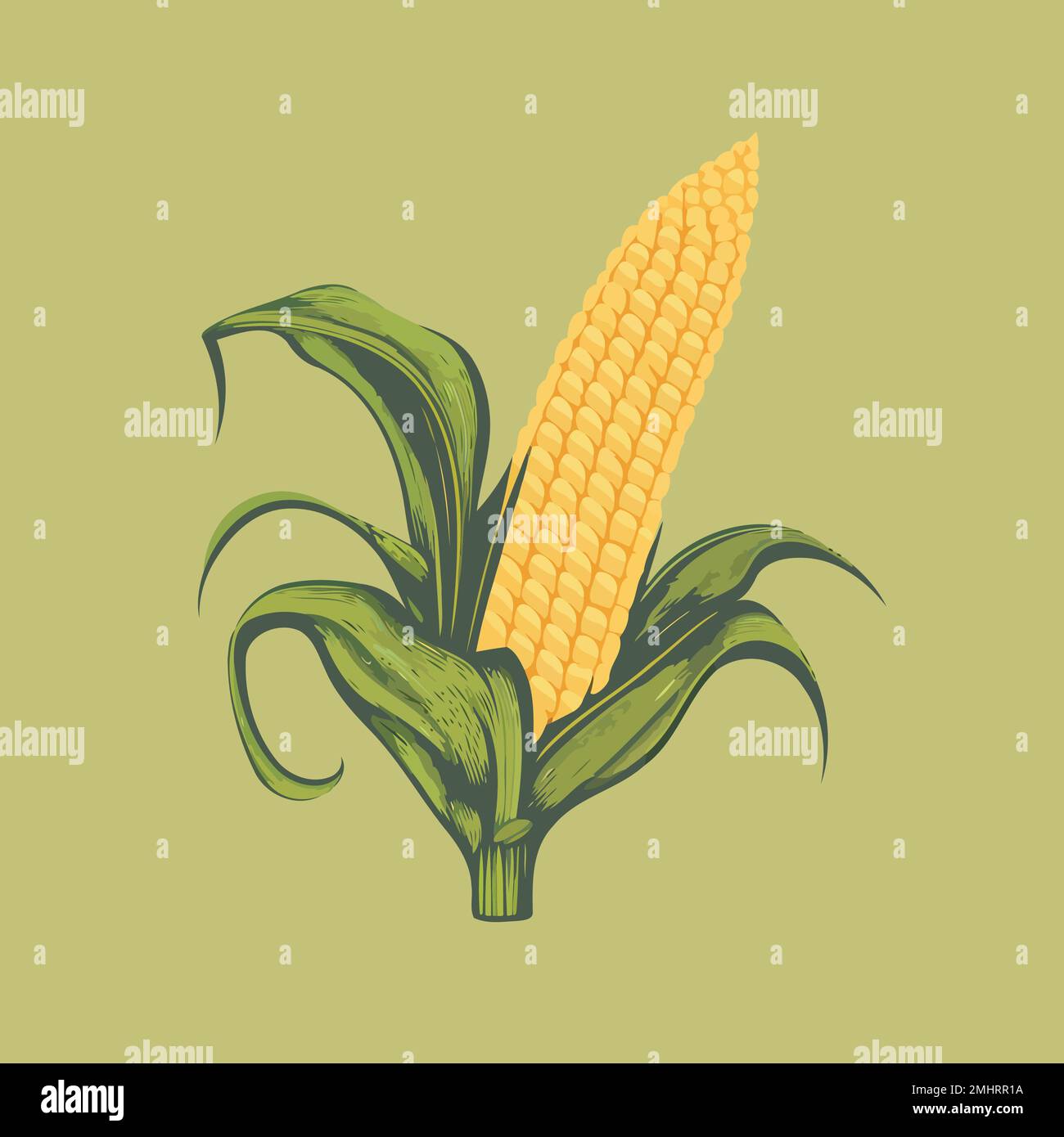 corn plant cultivation with ripe corn cobs vector illustration Stock ...