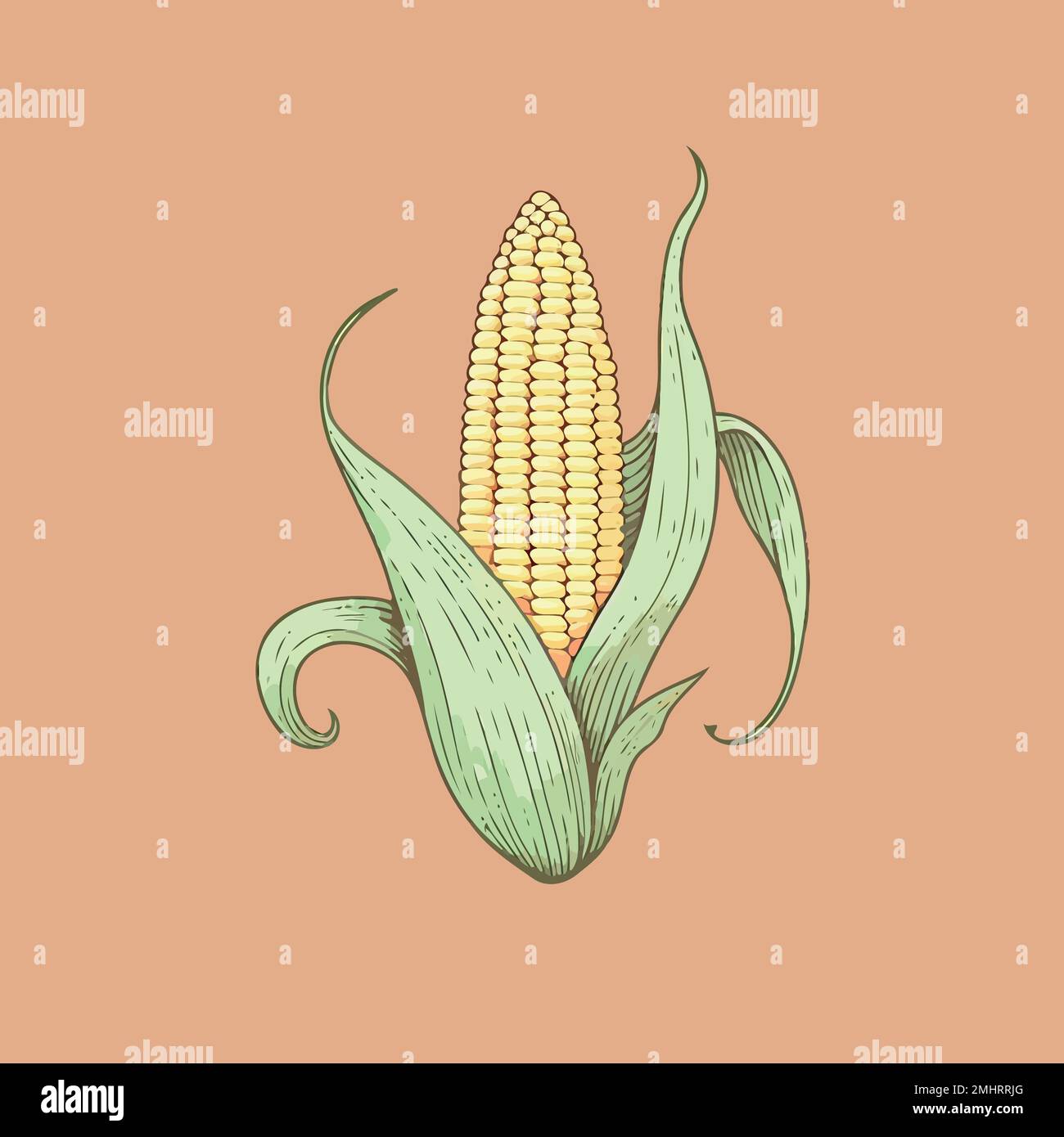 corn plant cultivation with ripe corn cobs vector illustration Stock ...