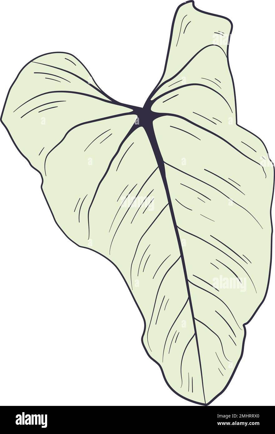 Isolated colored summer leaf sketch icon Vector illustration Stock ...