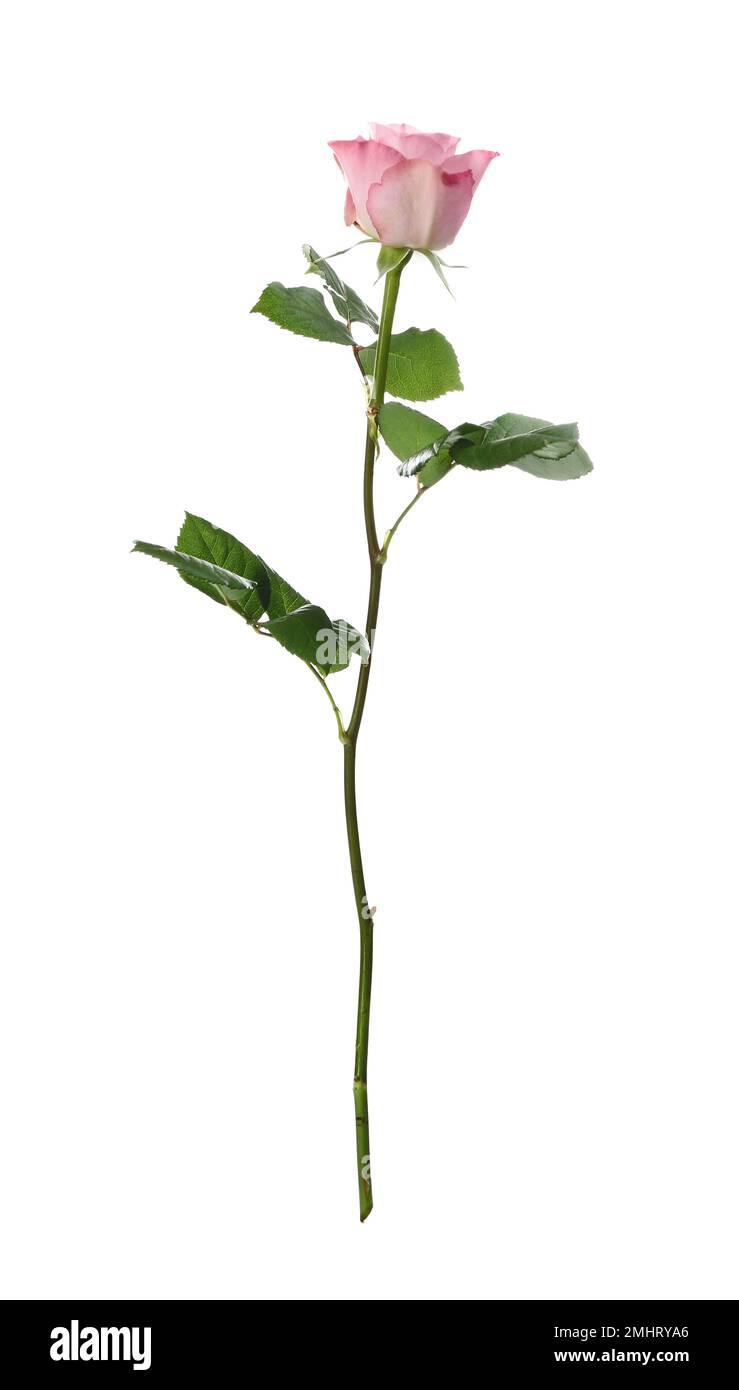 Beautiful fresh rose flower on white background Stock Photo - Alamy