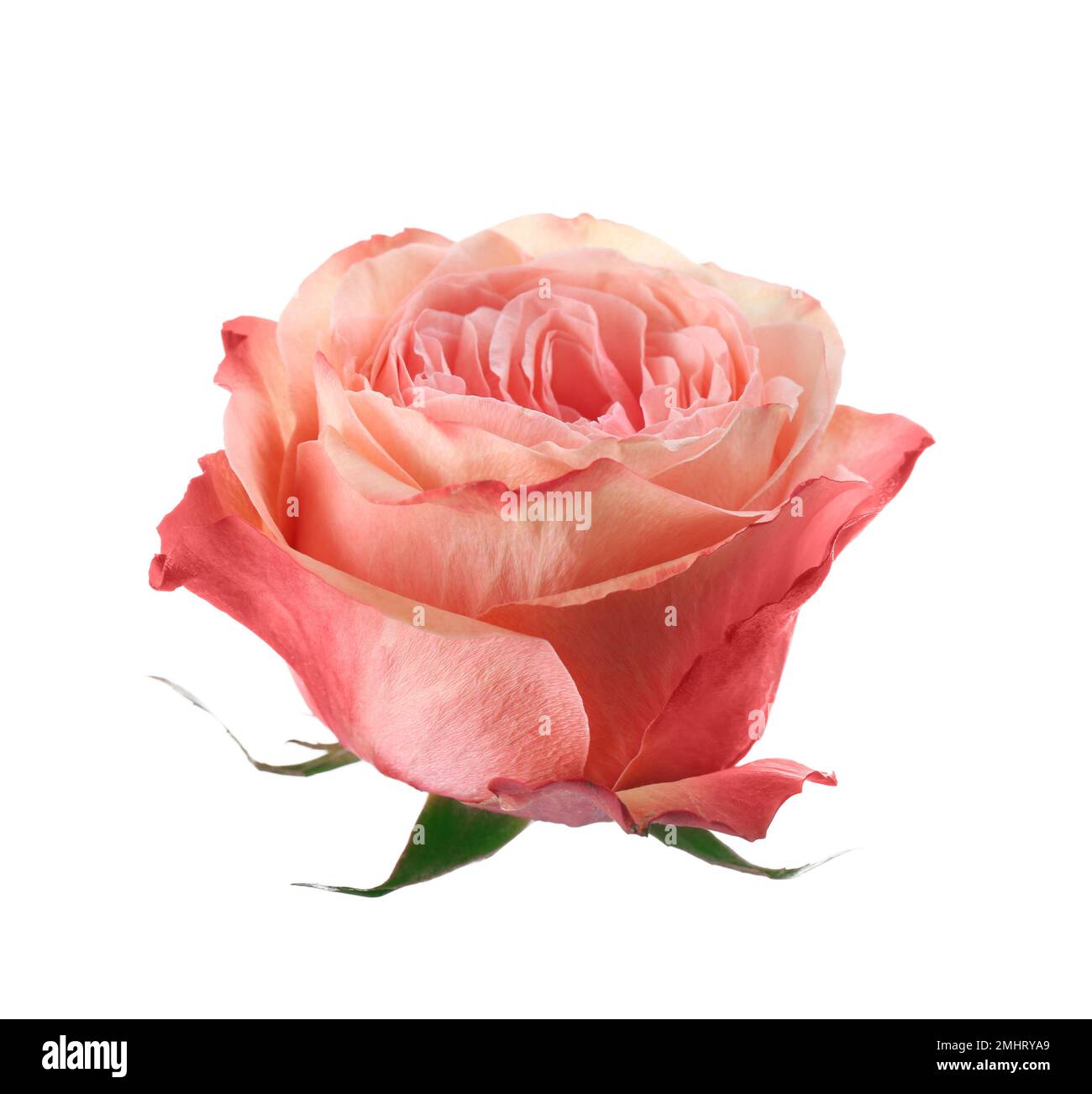 Beautiful fresh rose flower on white background Stock Photo - Alamy