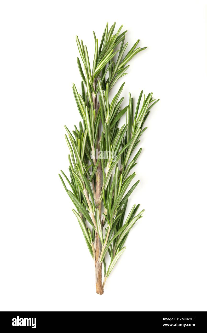 Fresh rosemary sprigs, in a wooden bowl. Rosemary twigs, branches of