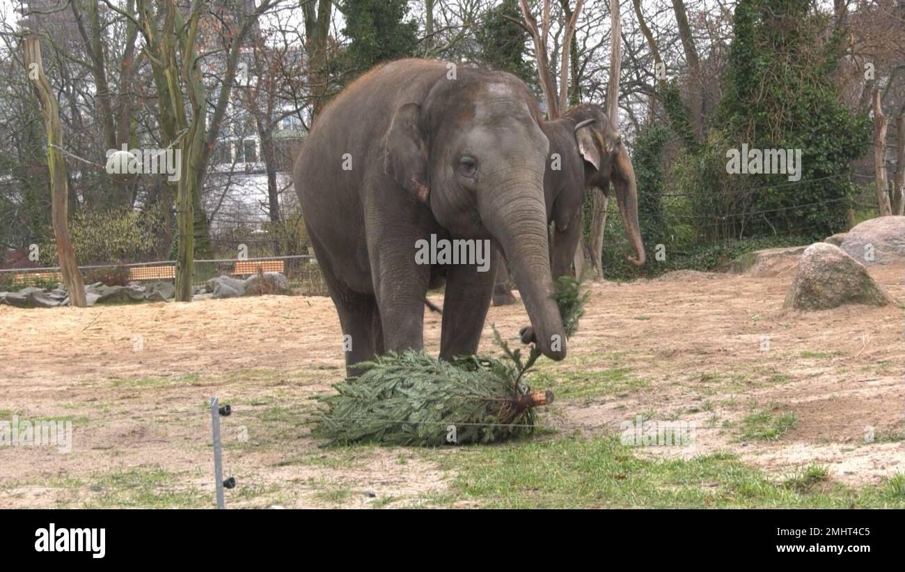 Berlin, Germany. 27th Jan, 2023. Elephants at the Berlin Zoo eat fir