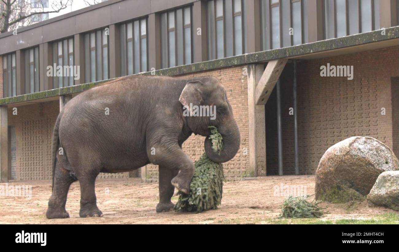 Berlin, Germany. 27th Jan, 2023. Elephants at the Berlin Zoo eat fir