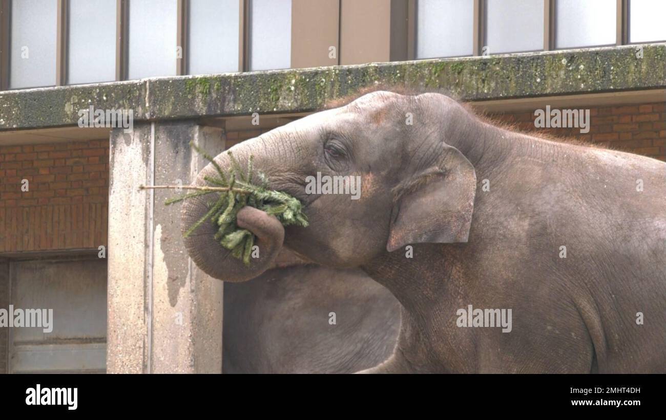 Berlin, Germany. 27th Jan, 2023. Elephants at the Berlin Zoo eat fir