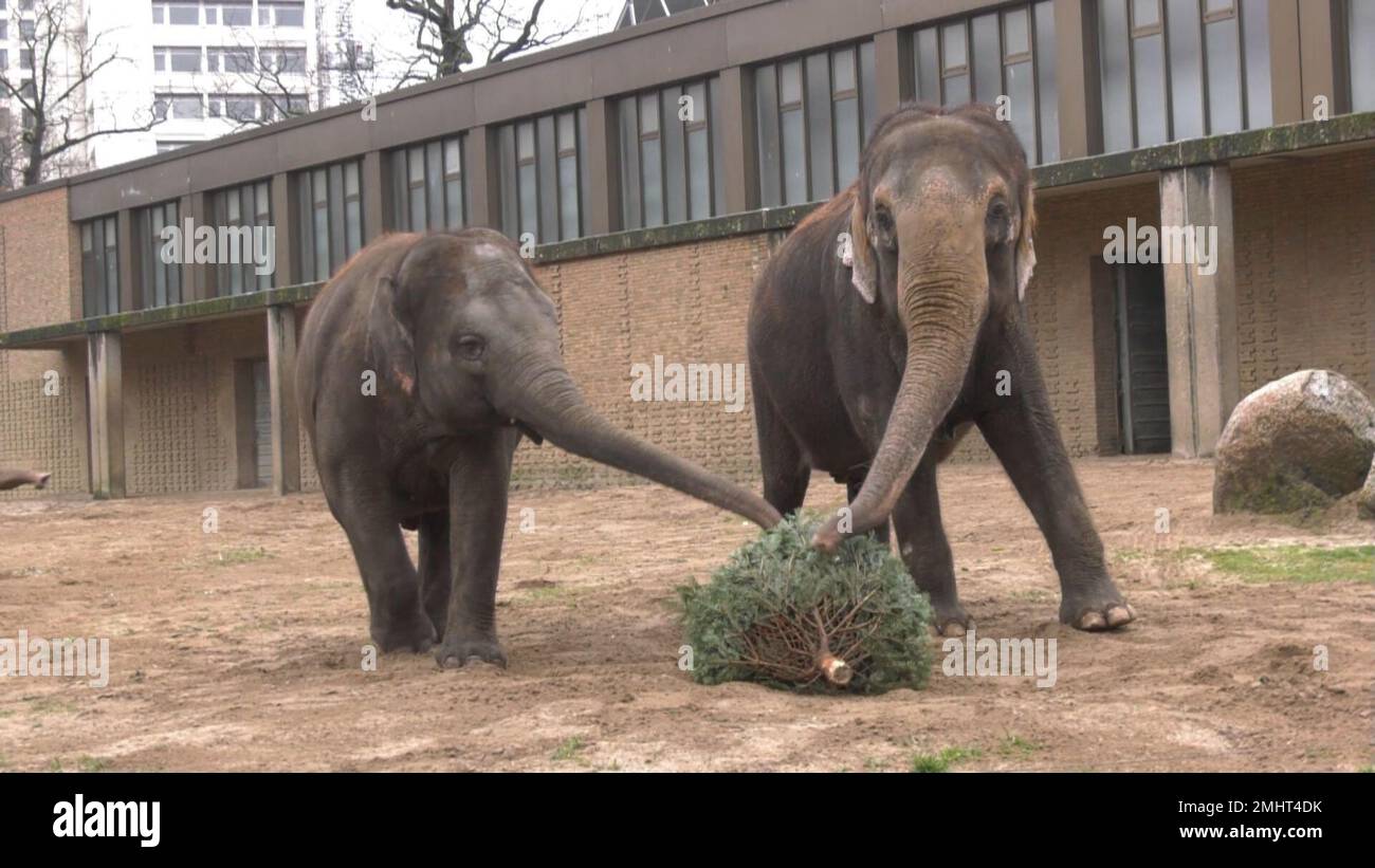 Berlin, Germany. 27th Jan, 2023. Elephants at the Berlin Zoo eat fir