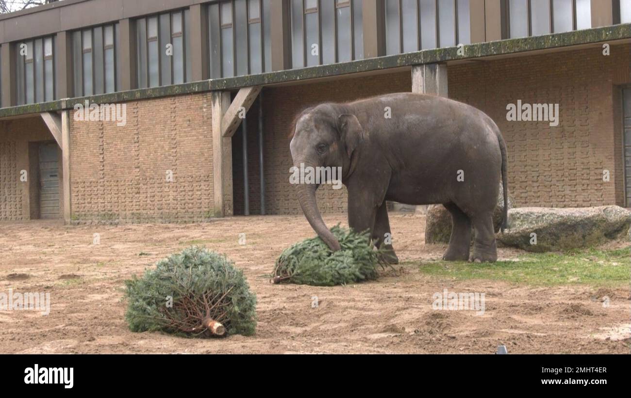 Berlin, Germany. 27th Jan, 2023. Elephants at the Berlin Zoo eat fir