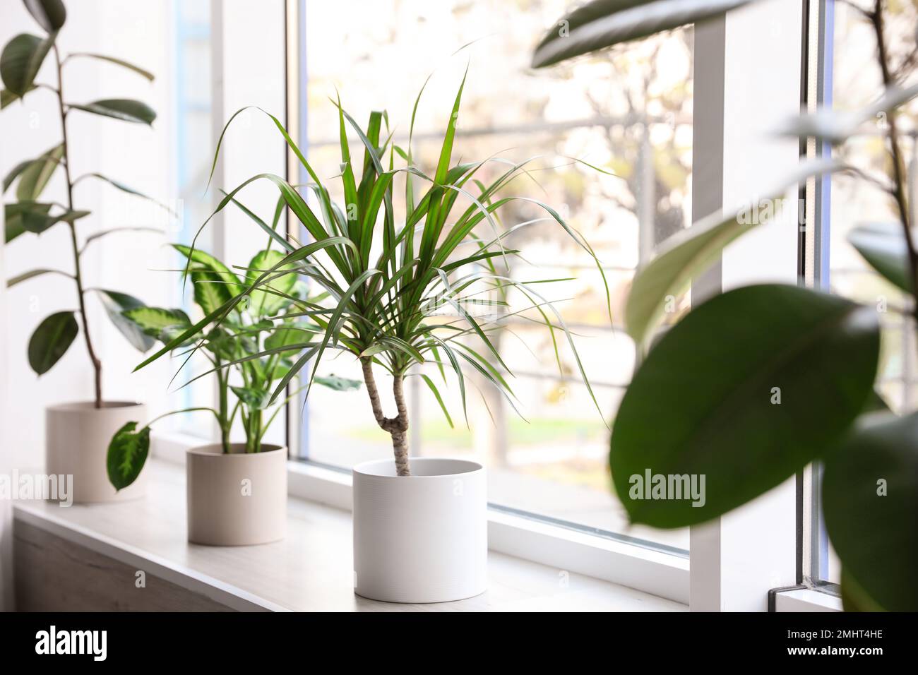 Different potted plants near window at home Stock Photo