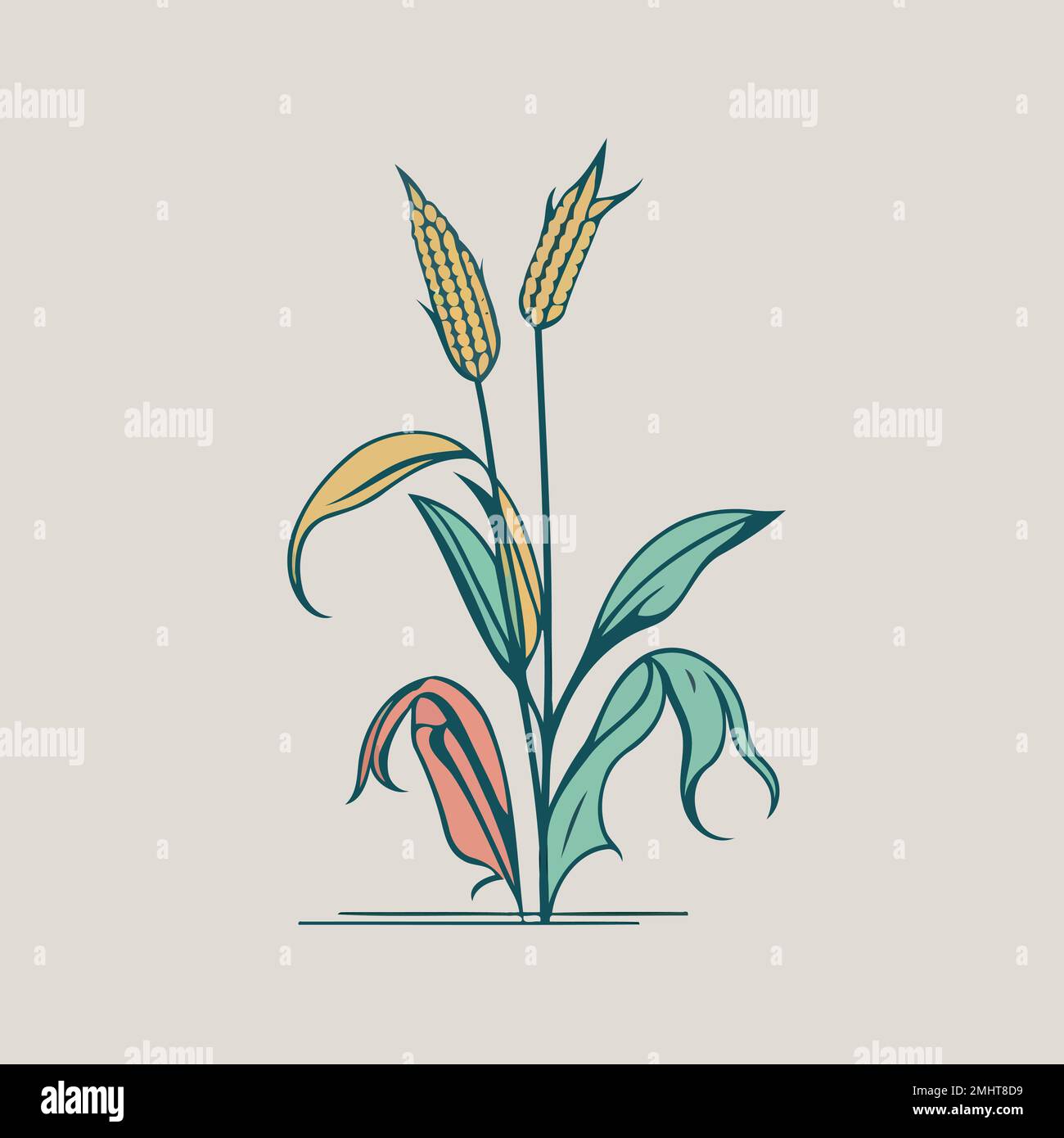corn plant cultivation with ripe corn cobs vector illustration Stock ...