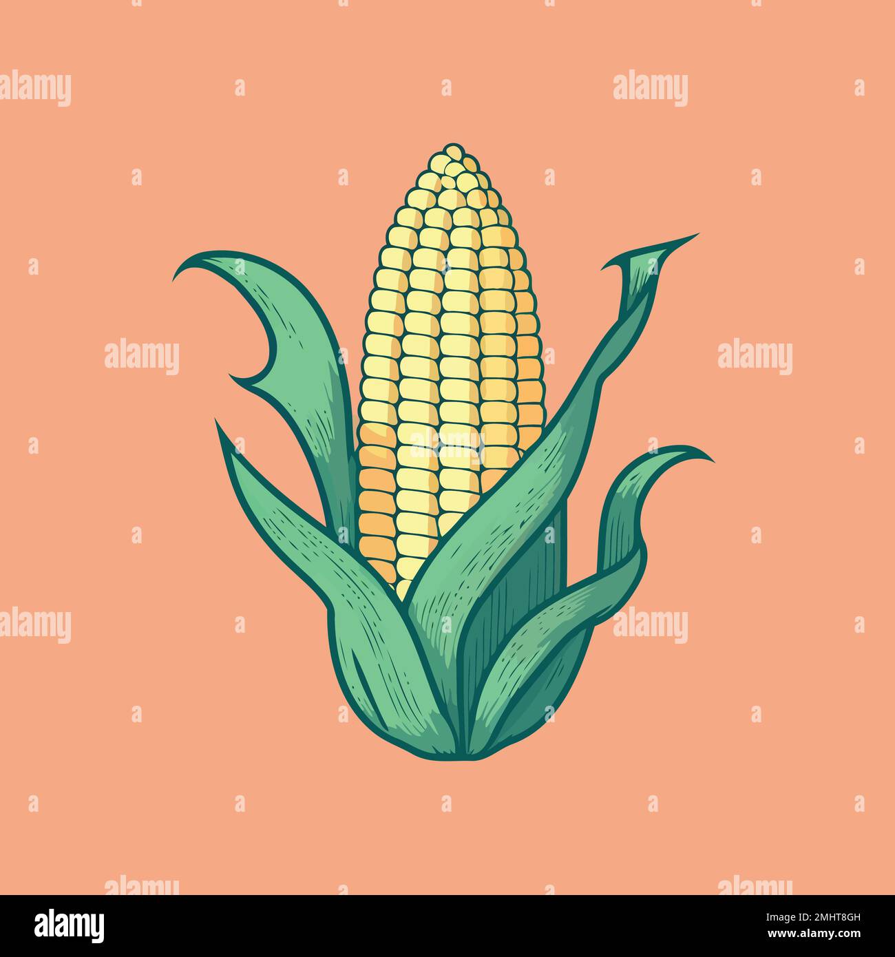 corn plant cultivation with ripe corn cobs vector illustration Stock ...