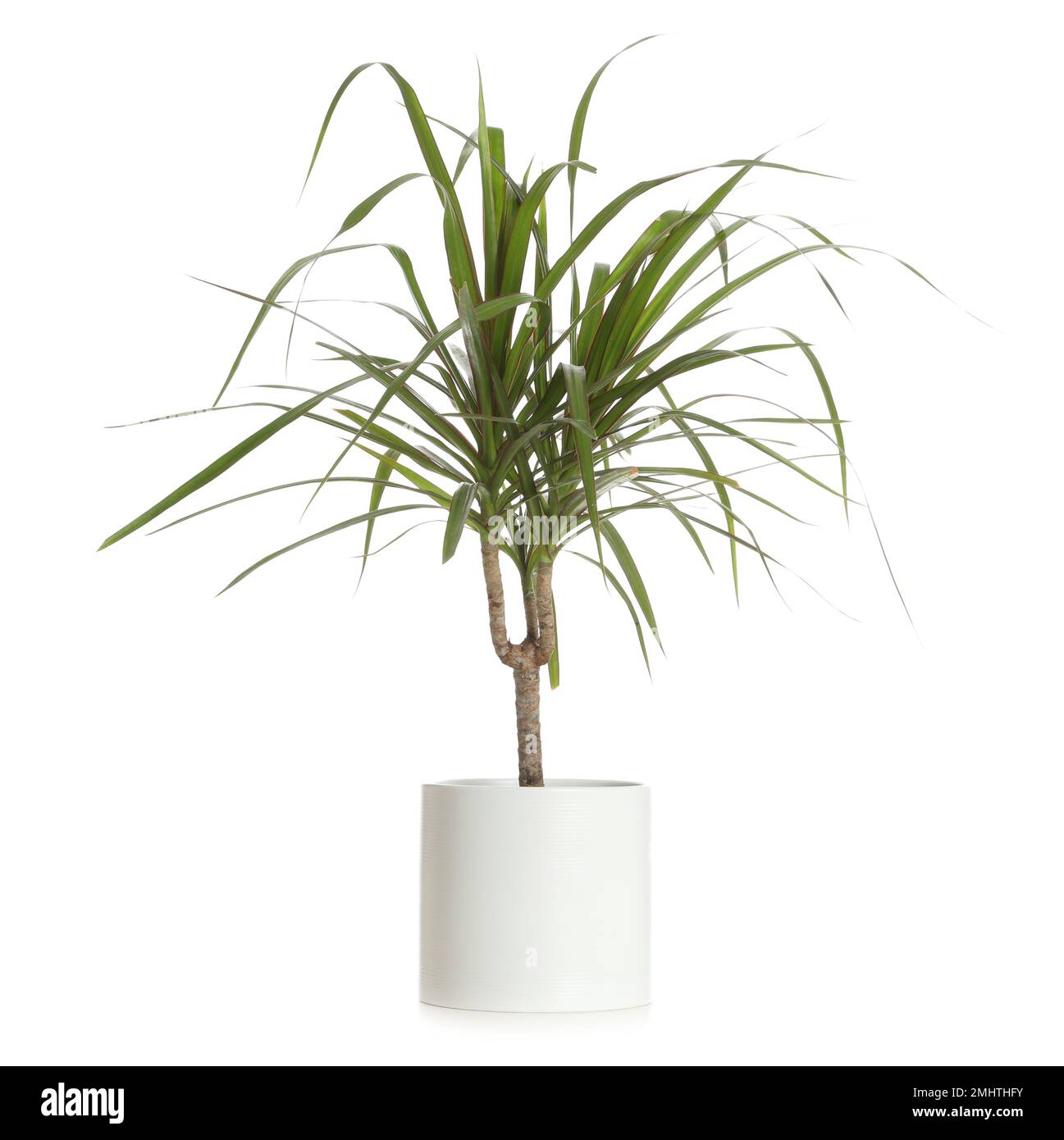 Pot with Dracaena plant isolated on white. Home decor Stock Photo