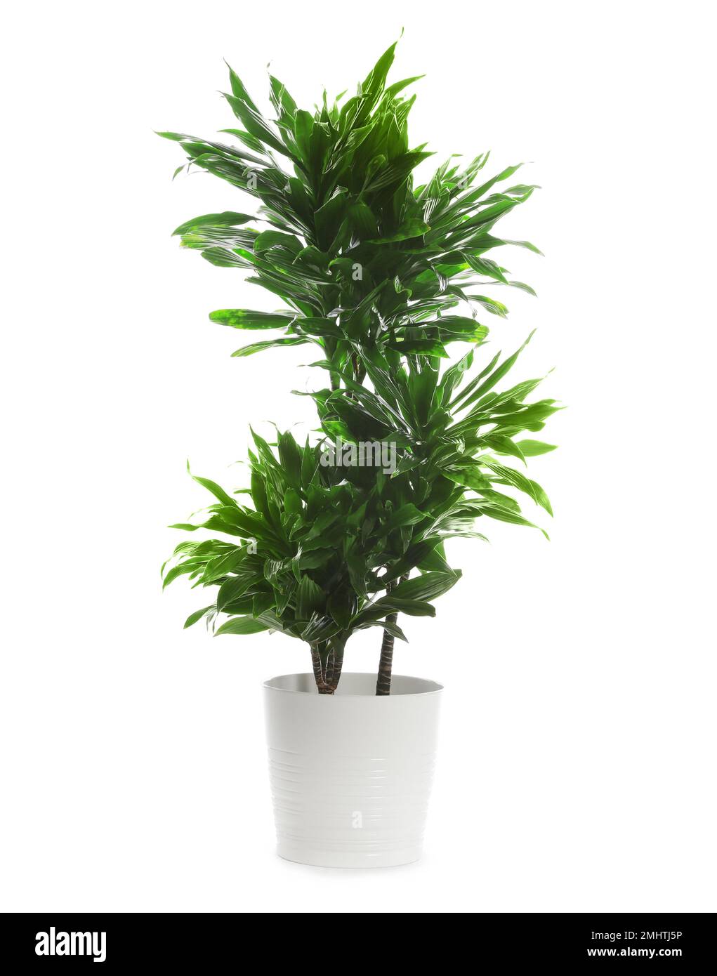 Pot with Dracaena plant isolated on white. Home decor Stock Photo
