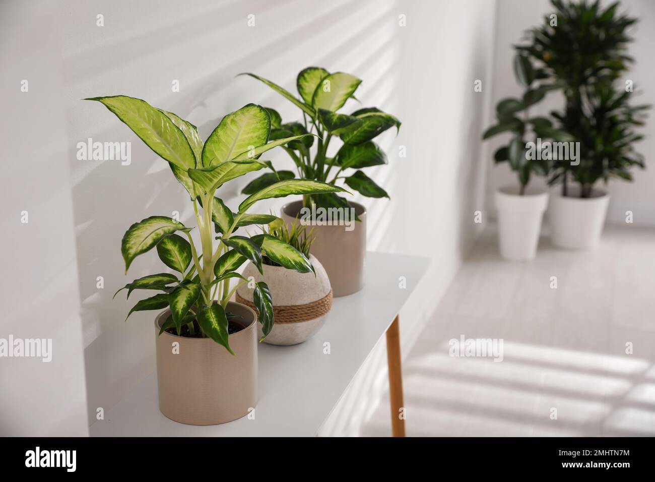 Green potted plants in hi-res stock photography and images - Alamy
