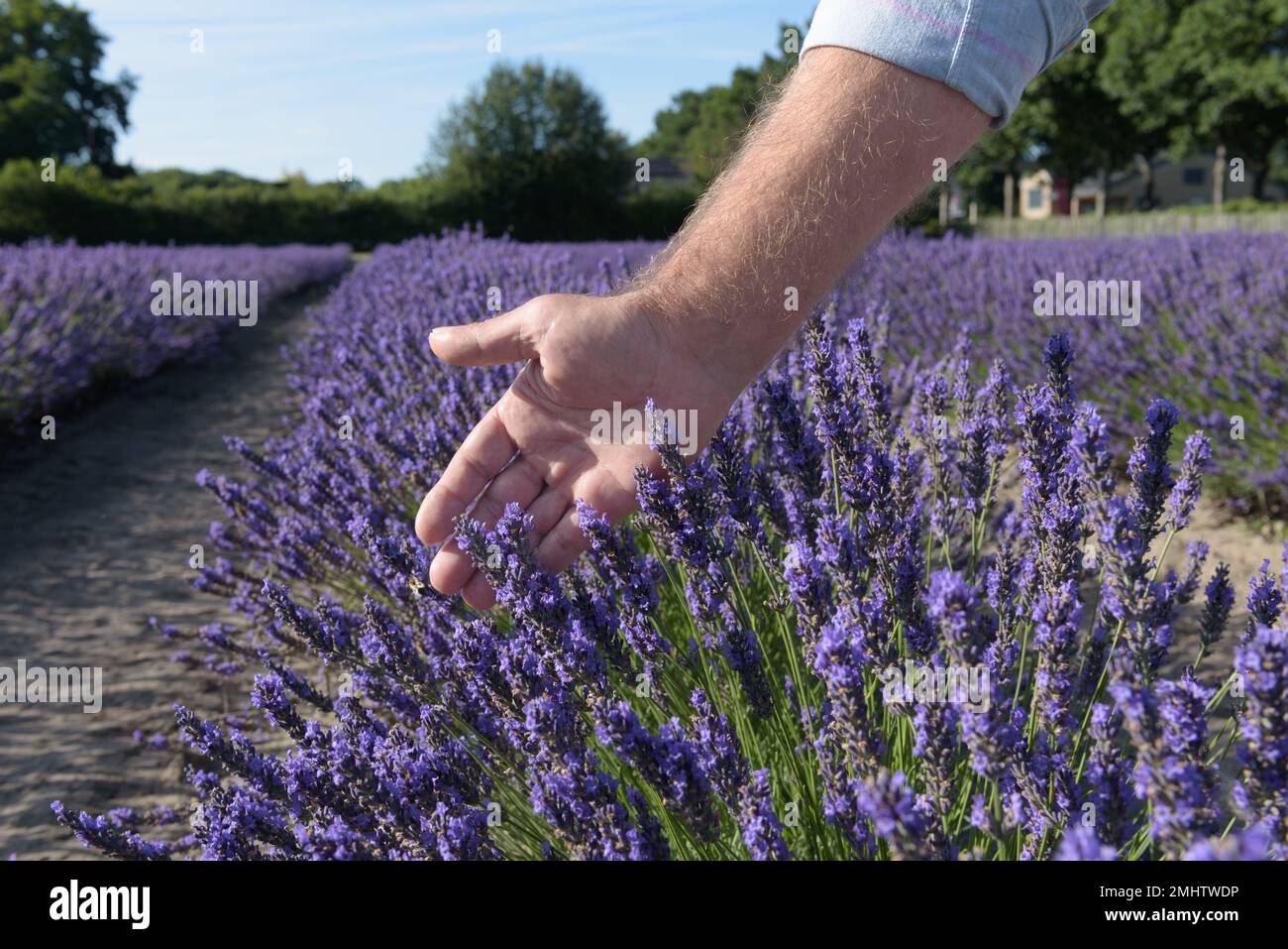 Blossom time. Hand of man touching purple lavender flower bushes in sunny day. Blue sky natural background landscape view. Stock Photo