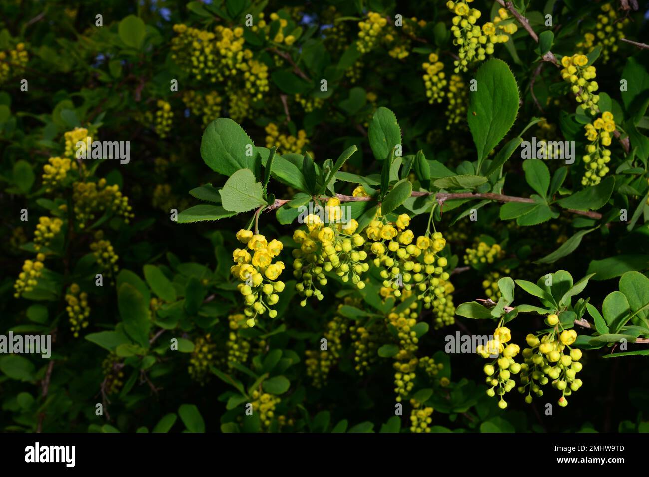Barberry blooms in the spring garden. Small yellow flowers of barberry shrub Stock Photo
