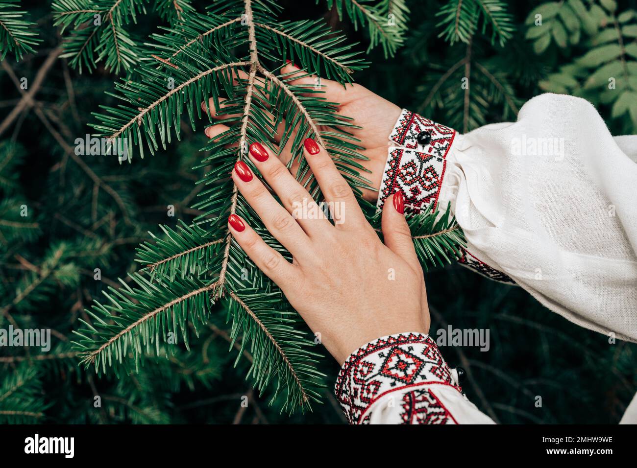 Woman's hand in embroidered ukrainian dress stroking, touching a spruce branch in green forest. High quality photo Stock Photo