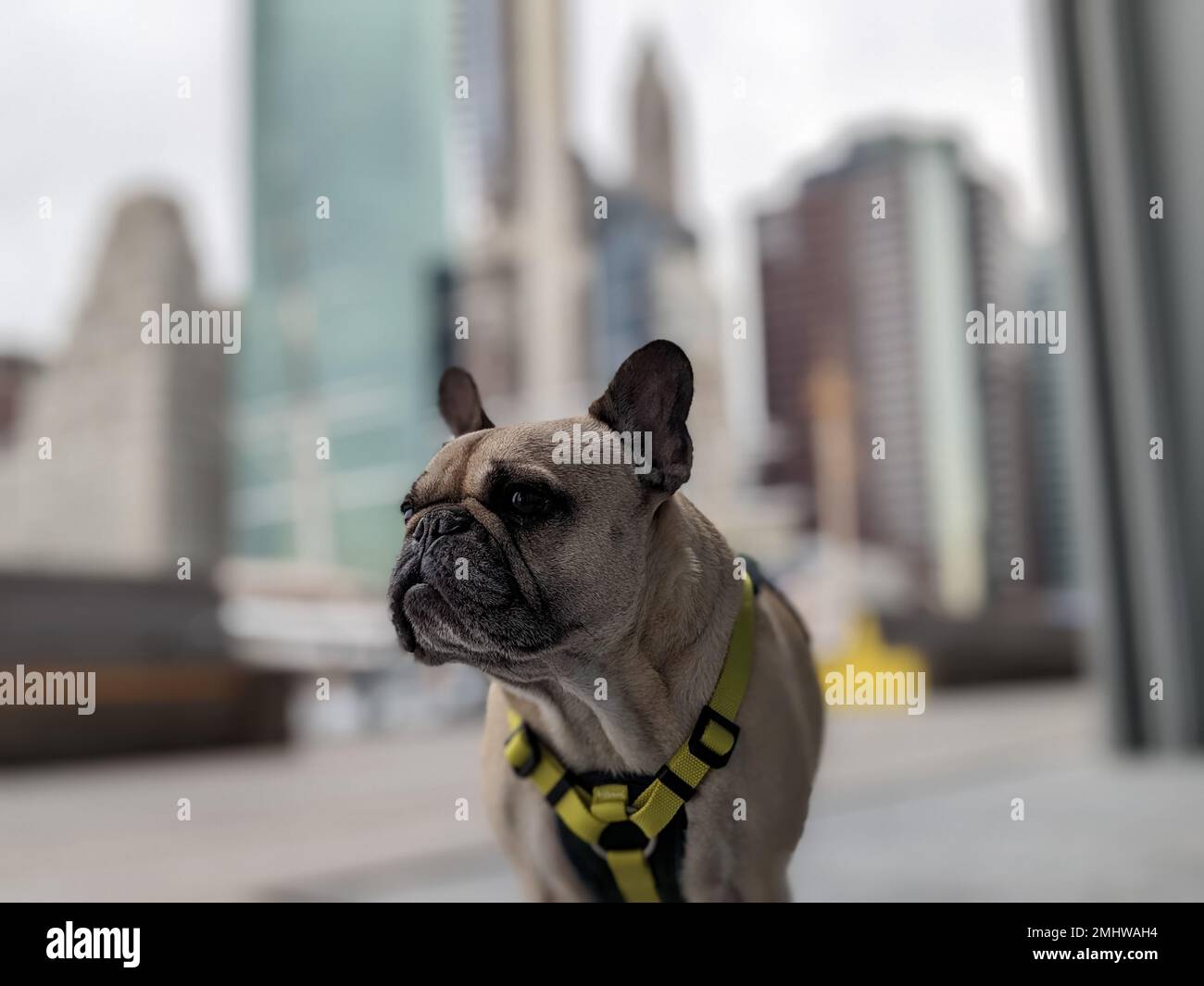 French Bulldog at the South Street Seaport in Lower Manhattan. Stock Photo