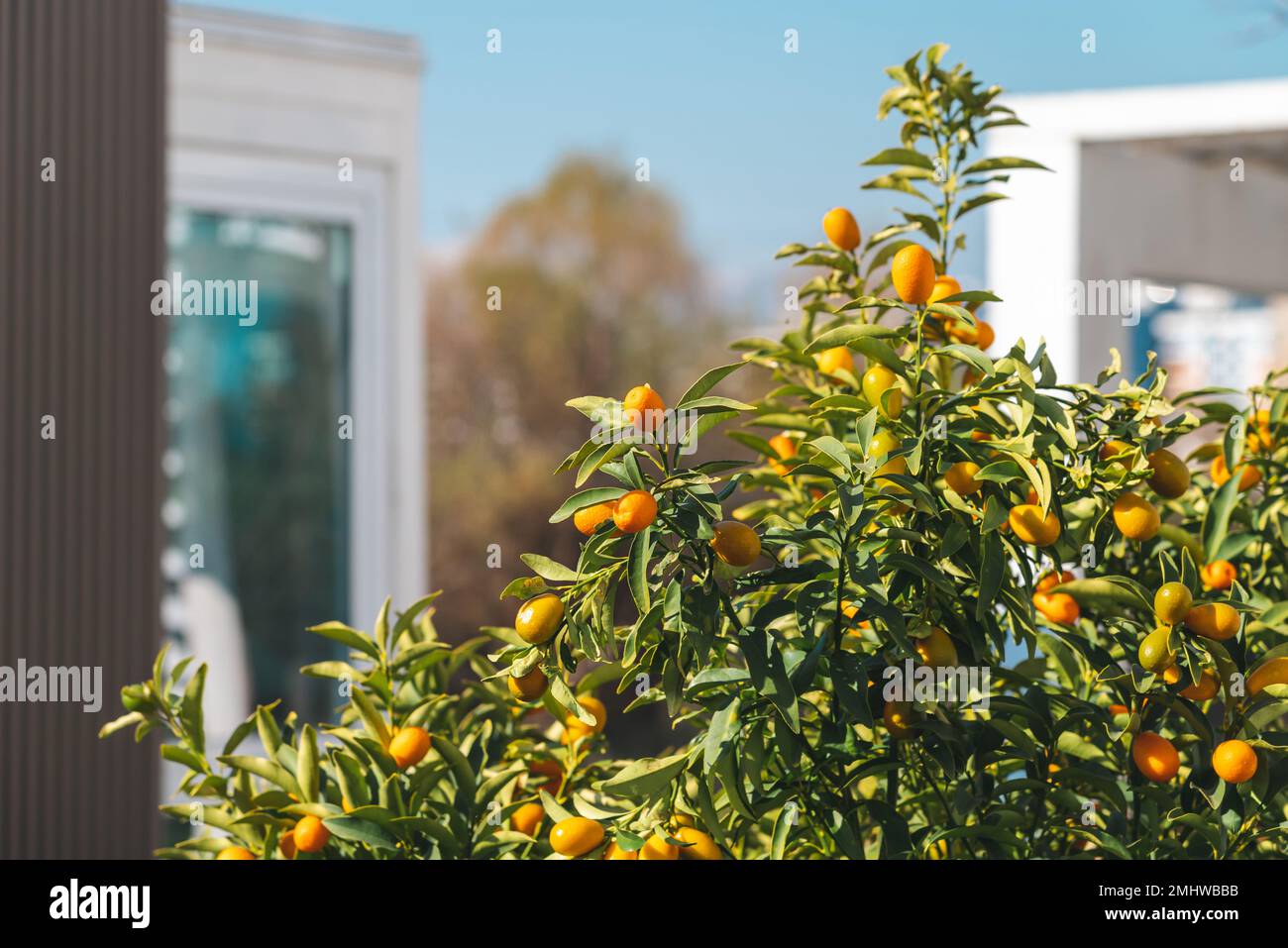 Fortunella margarita Kumquat fruit on tree branch on a clean sunny day Stock Photo