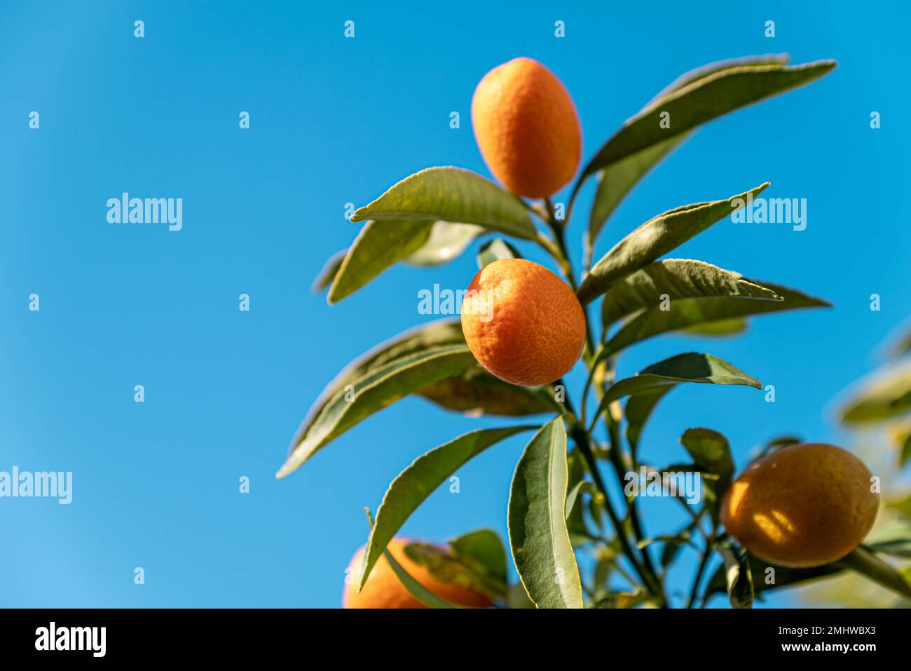 Fortunella margarita Kumquat fruit on tree branch on a clean sunny day Stock Photo
