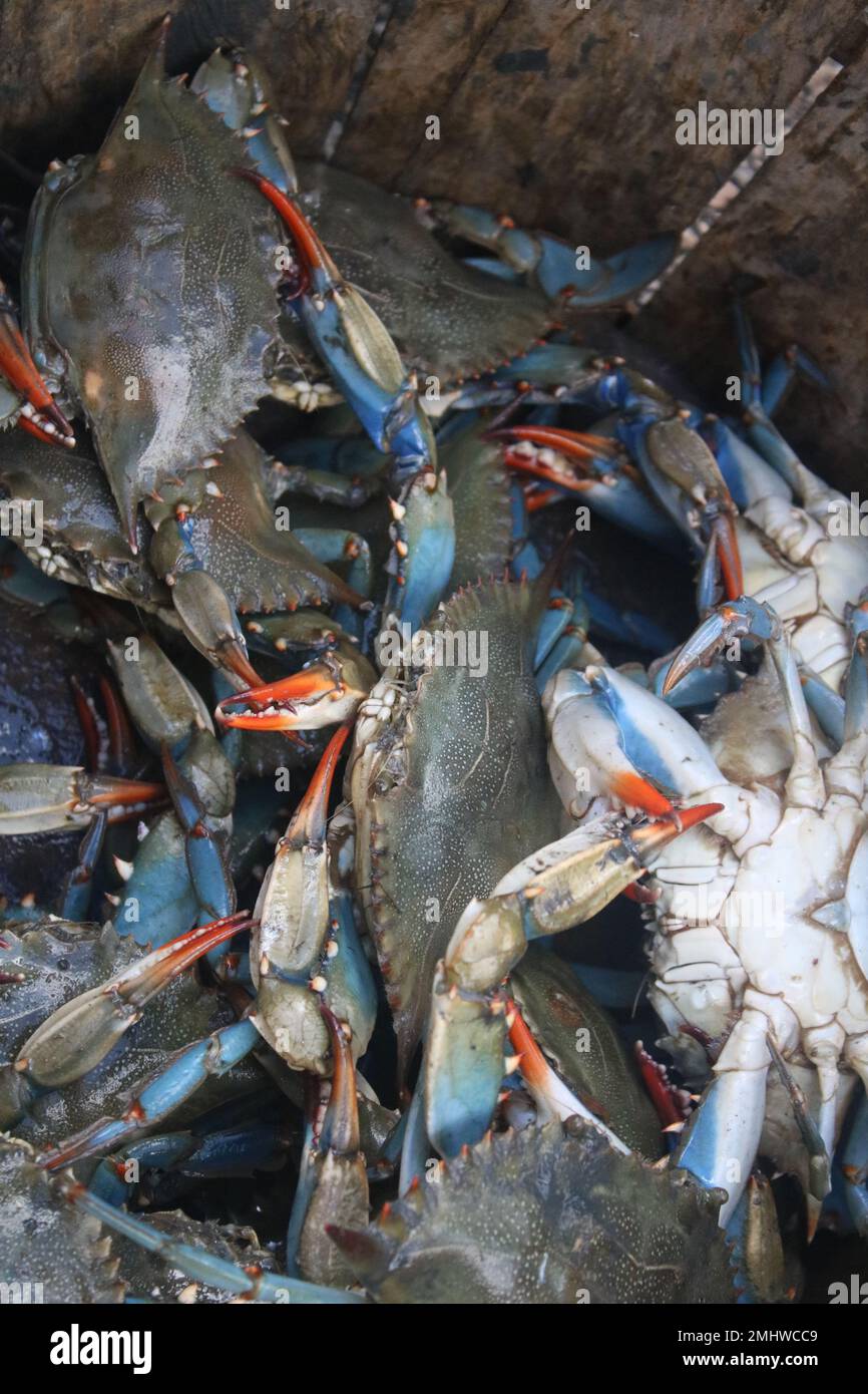 Female Blue Crabs in wooden bushel basket Stock Photo - Alamy