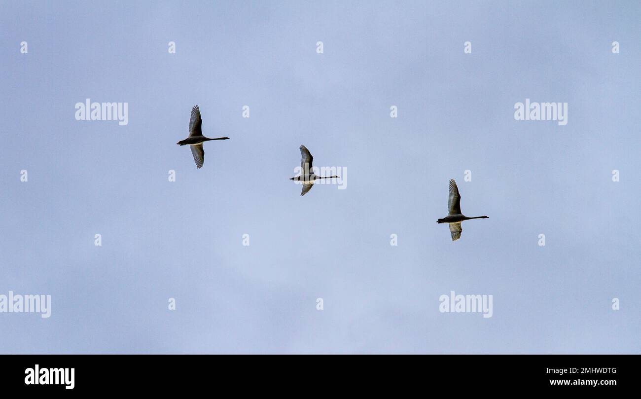 Dundee, Tayside, Scotland, UK. 27th Jan, 2023. UK Weather: Temperatures in North East Scotland dropped to 0°C, with a mix of cloud and morning winter sunshine. Three mute swans fly above in the cold January skyline. Credit: Dundee Photographics/Alamy Live News Stock Photo