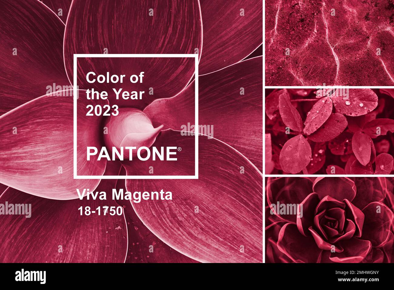 Viva Magenta color of Year 2023. Collage with palette shades samples on  natural themes backgrounds and Pantone logotype. Succulent leaf, sea, and  Stock Photo - Alamy