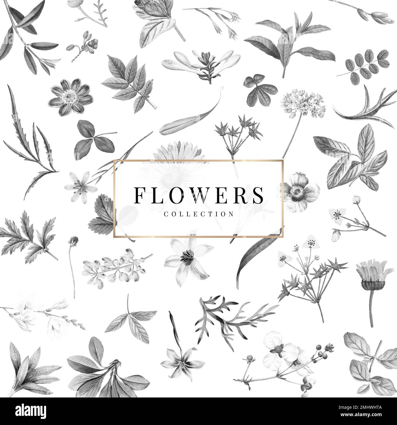Flowers collection on a white background vector Stock Vector Image ...