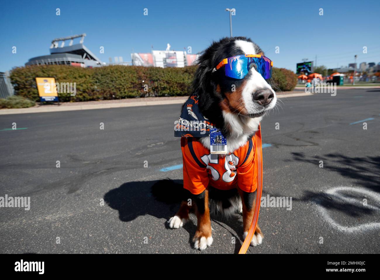 A dog wears the jersey of Denver Broncos outside linebacker Von Miller during tailgating before an NFL football game against the Tennessee Titans Sunday Oct. 13 2019 in Denver. AP Photo David Zalubows...
